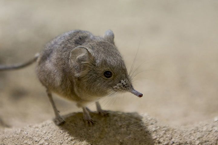 Round-Eared Elephant Shrew - Animal Facts for Kids - Characteristics &  Pictures