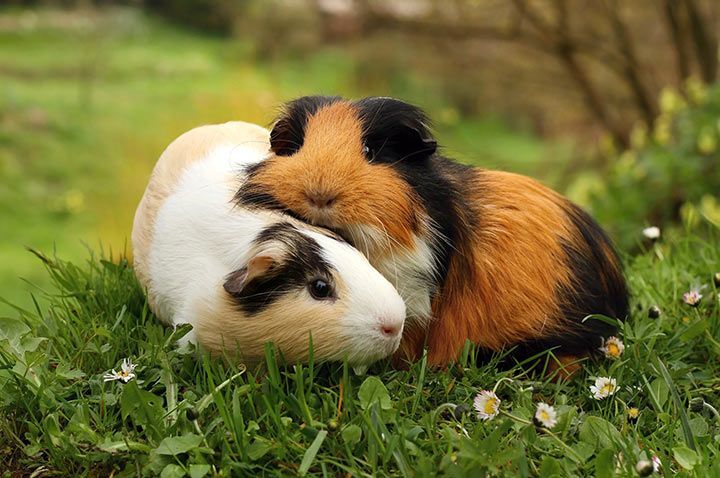 Guinea Pig - Animal Facts for Kids - Characteristics & Pictures