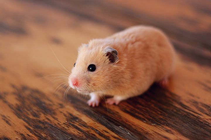 Hamster - Animal Facts for Kids - Characteristics & Pictures