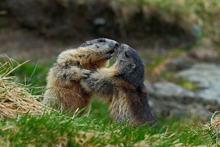 Marmot - Animal Facts for Kids - Characteristics & Pictures