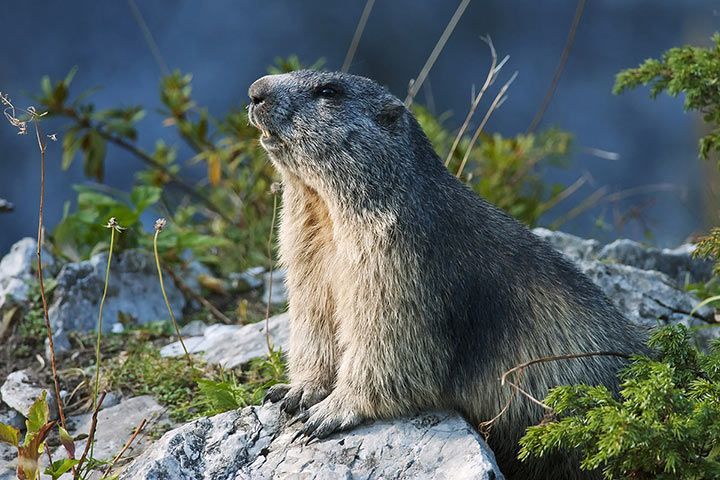 Marmot - Animal Facts for Kids - Characteristics & Pictures