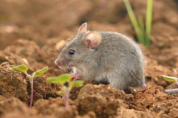 Mouse - Animal Facts for Kids - Characteristics & Pictures