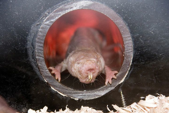 Naked Mole-Rat - Animal Facts for Kids - Characteristics & Pictures