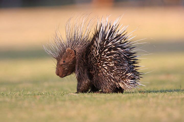 8 Animals That Use Spikes and Spines as Tools