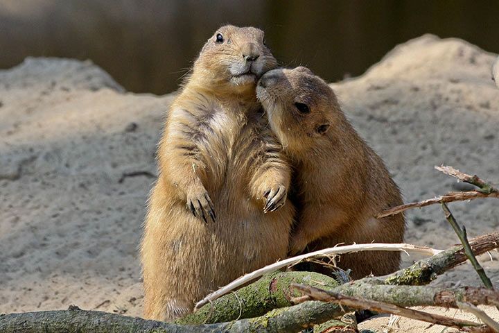 10 Cute Ways How Animals Show Their Affection For Each Other