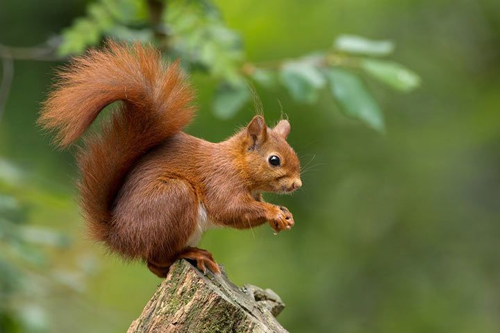 Red Squirrel - Animal Facts for Kids - Characteristics & Pictures