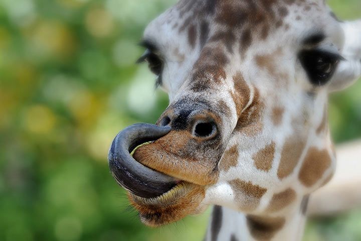 9 Amazing Facts About Animal Tongues