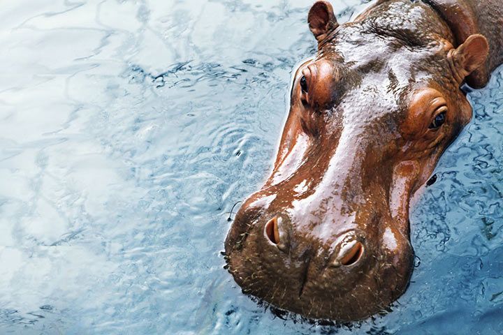 Hippopotamus - Animal Facts for Kids - Characteristics & Pictures