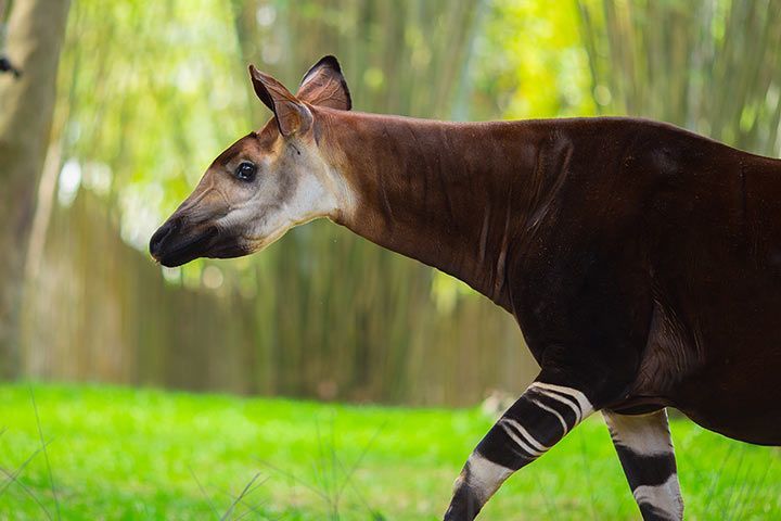 Okapi - Animal Facts for Kids - Characteristics & Pictures