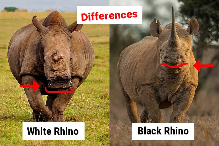 Black and White Rhinoceros