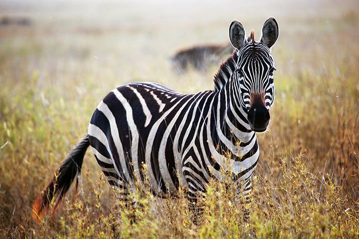 Zebra - Animal Facts for Kids - Characteristics & Pictures