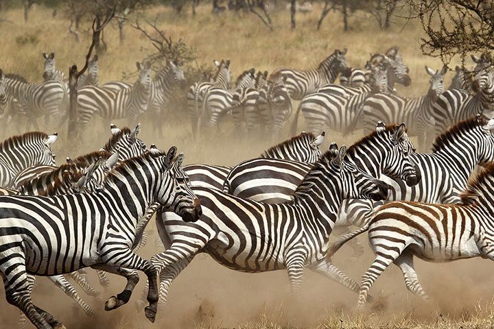 Zebra - Animal Facts for Kids - Characteristics & Pictures