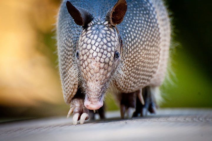 Armadillo - Animal Facts for Kids - Characteristics & Pictures