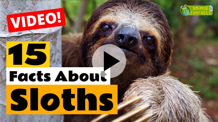 Sloth Video