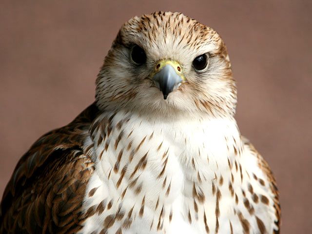 Fascinating falcon