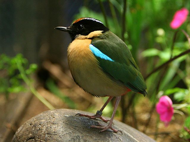 Pitta Bird