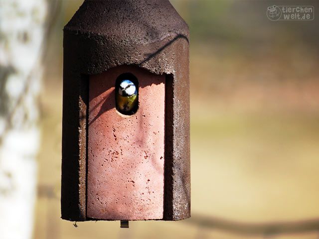 Blue tit in nesting box