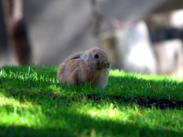 Rabbit on the Meadow