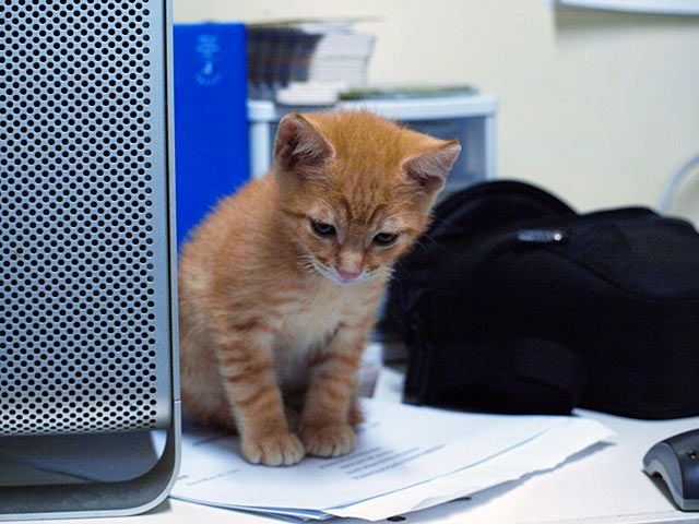 Office cat
