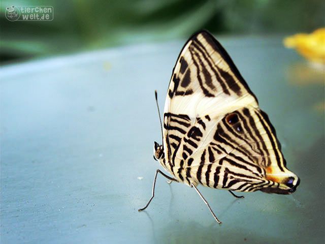 Zebra mosaic butterfly