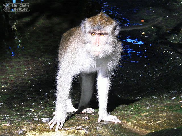Crab-eating macaque in the forest