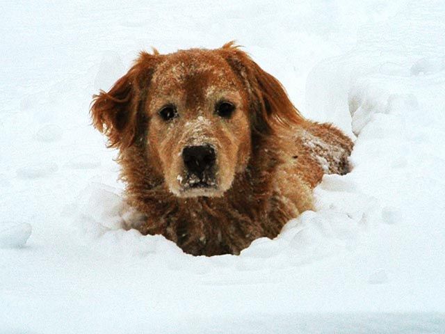 Dog head in snow ;)