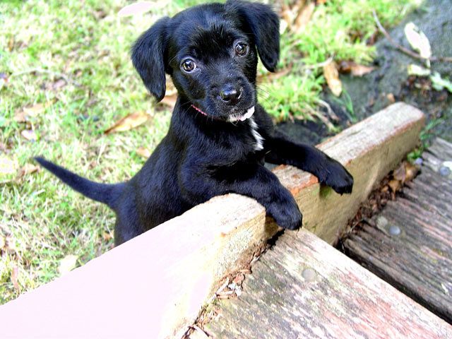 Cute black puppy