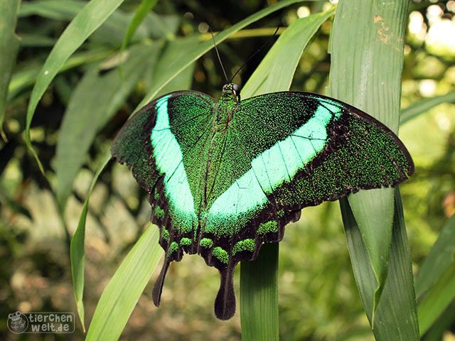 Emerald swallowtail