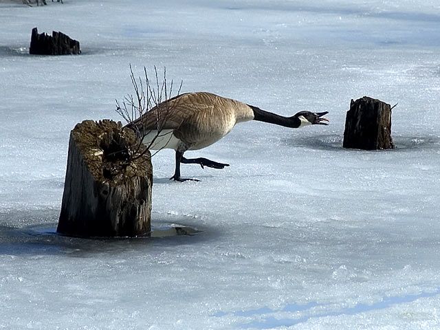 Goose on ice