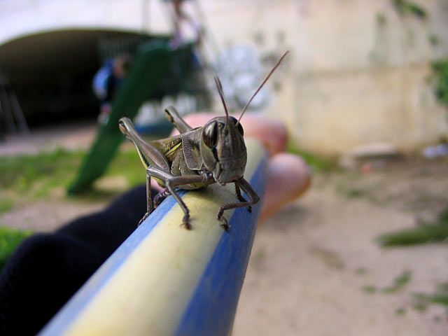 Cool grasshopper