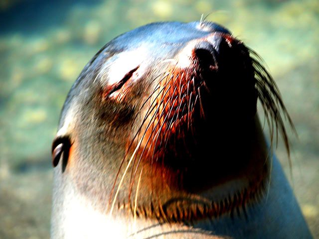 Sleeping harbor seal