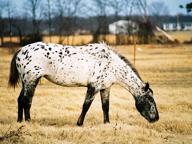 Horse with spots