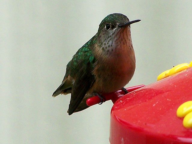 Adorable hummingbird