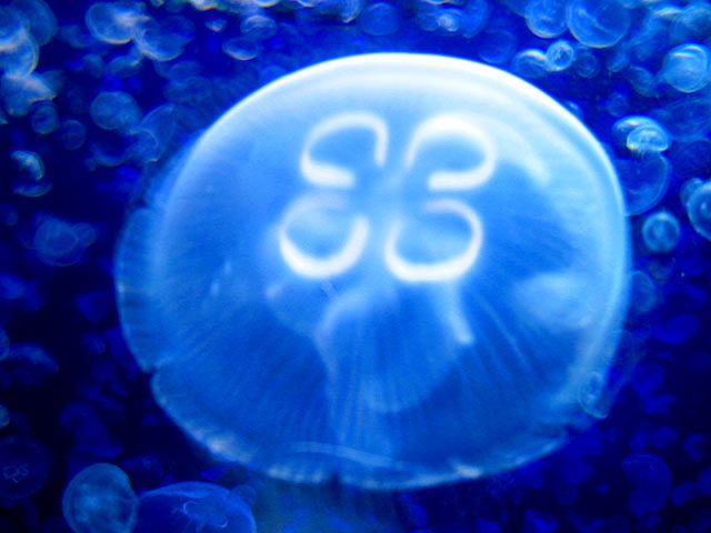 Little jellyfish