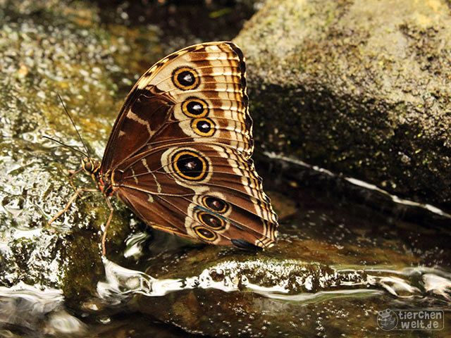 Little Morpho butterfly