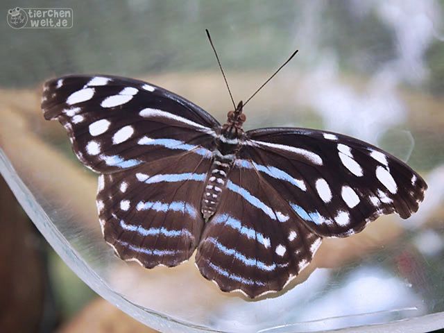 Mexican bluewing