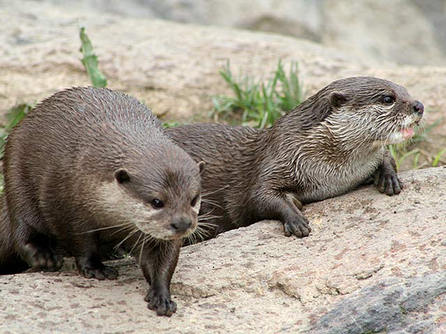 Curious otters