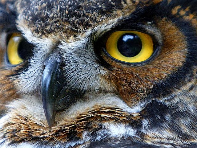 Owl eyes