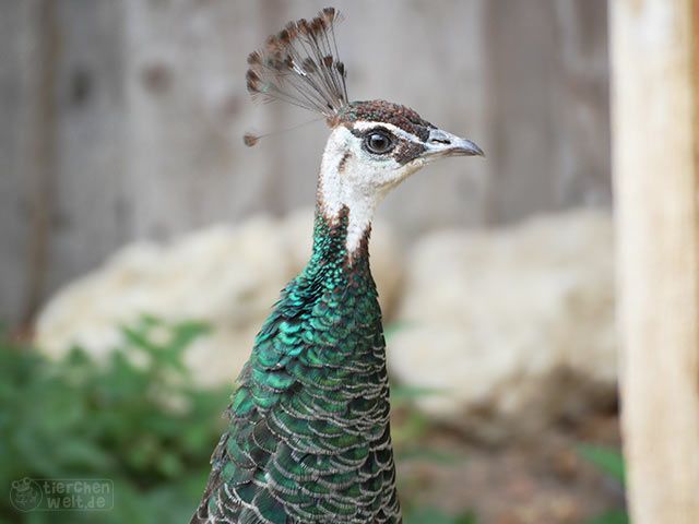 Peacock hen