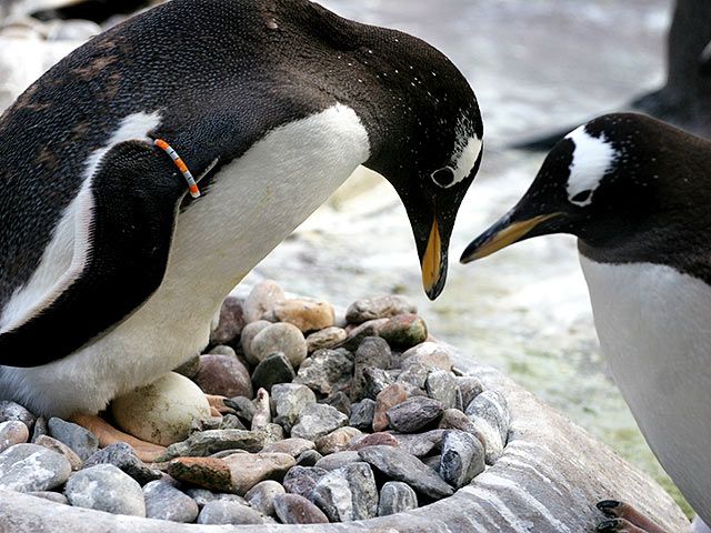 Penguin nest