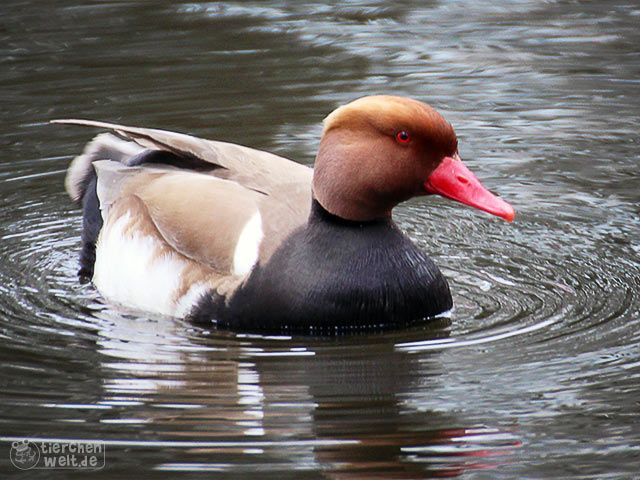 Red-crested duck