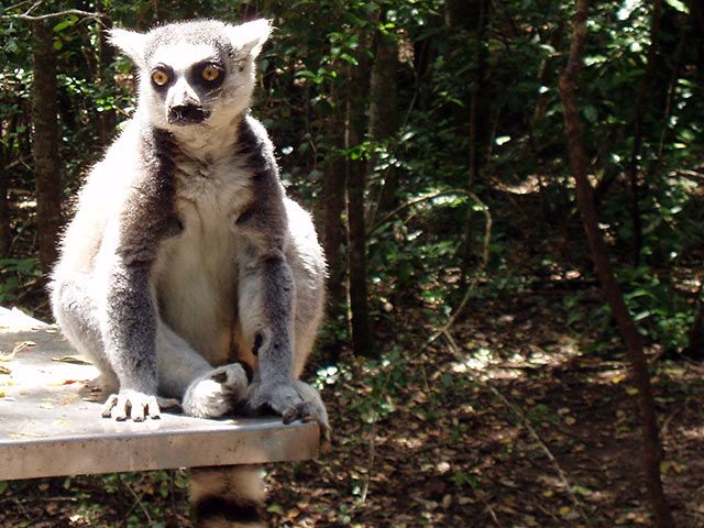 Cute ring-tailed lemur
