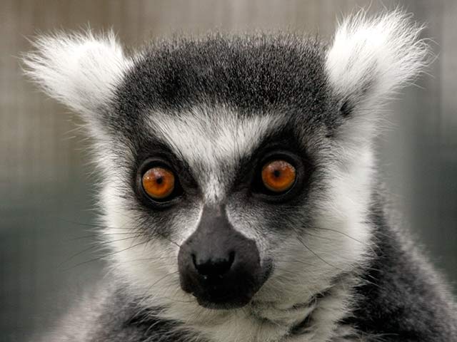Lemur head