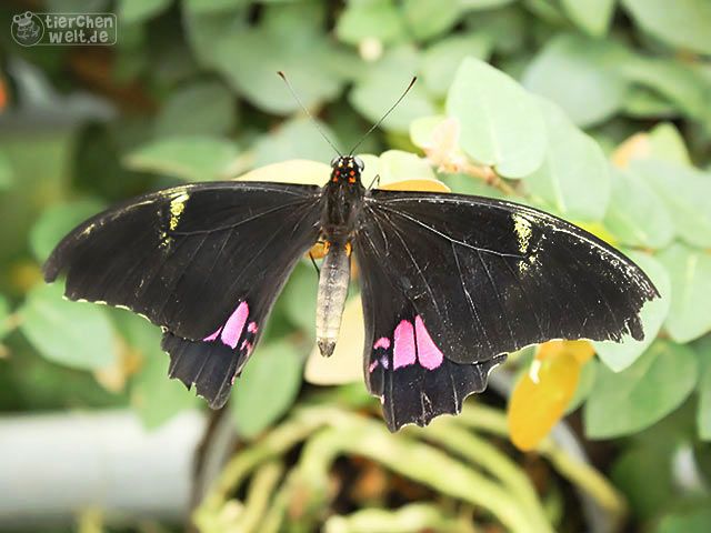 Ruby-spotted swallowtail