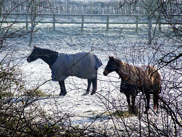 Horse paddock in winter 