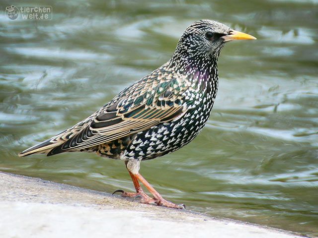 Common starling with basic plumage