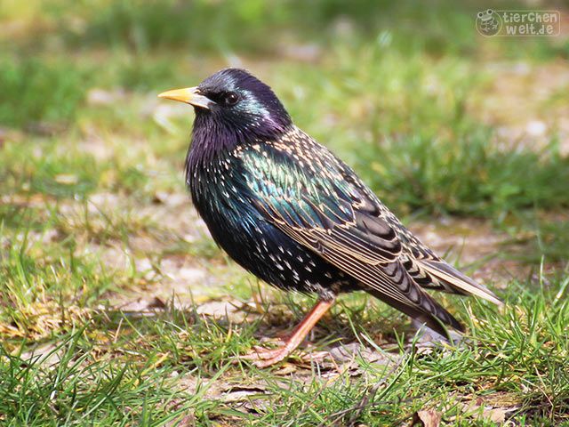 Starling with nuptial plumage
