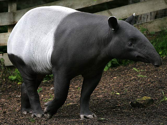 Funny tapir
