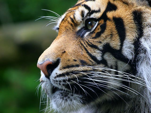 Majestic tiger