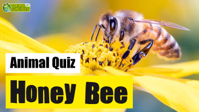 Honeybee Quiz